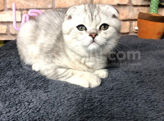En Güzel British Shorthair Erkek Yavru görsel