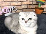 En Güzel British Shorthair Erkek Yavru