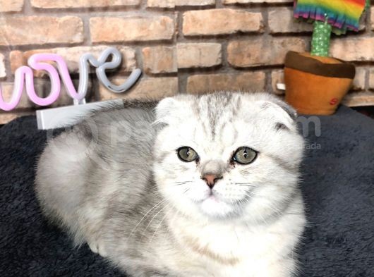 En Güzel British Shorthair Erkek Yavru görsel