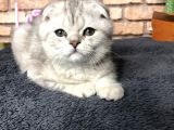 En Güzel British Shorthair Erkek Yavru
