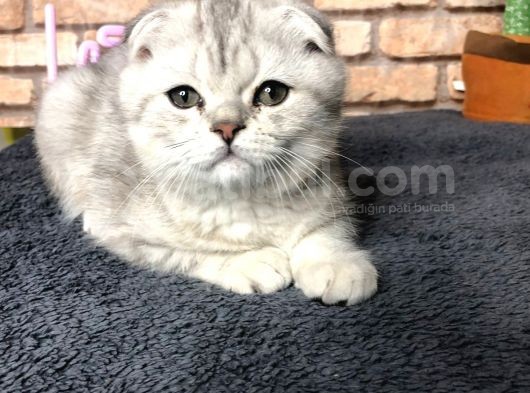 En Güzel British Shorthair Erkek Yavru görsel