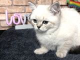 Show Kali̇te Bri̇ti̇sh Shorthai̇r Di̇şi̇ Yavru
