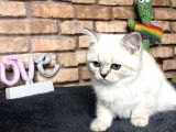Show Kali̇te Bri̇ti̇sh Shorthai̇r Di̇şi̇ Yavru