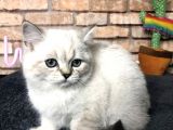Show Kali̇te Bri̇ti̇sh Shorthai̇r Di̇şi̇ Yavru