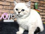 Show Kali̇te Bri̇ti̇sh Shorthai̇r Di̇şi̇ Yavru