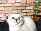 Show Kali̇te Bri̇ti̇sh Shorthai̇r Di̇şi̇ Yavru