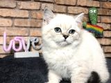 Show Kali̇te Bri̇ti̇sh Shorthai̇r Di̇şi̇ Yavru