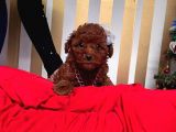 Orji̇nal Toy Poodle Yavrular
