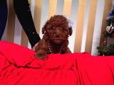 Orji̇nal Toy Poodle Yavrular