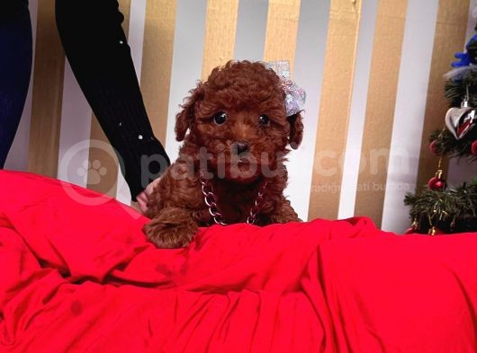 Orji̇nal Toy Poodle Yavrular görsel
