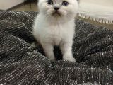 Aile Sıcaklığnda Büyüyen  Scottish Fold British Yvrlr