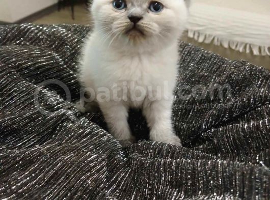 Aile Sıcaklığnda Büyüyen  Scottish Fold British Yvrlr görsel