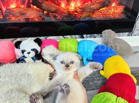 Aile Sıcaklığnda Büyüyen  Scottish Fold British Yvrlr görsel
