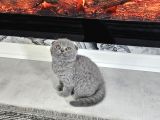 Aile Sıcaklığnda Büyüyen  Scottish Fold British Yvrlr