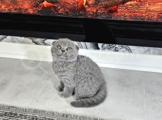 Aile Sıcaklığnda Büyüyen  Scottish Fold British Yvrlr görsel