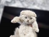 Aile Sıcaklığnda Büyüyen  Scottish Fold British Yvrlr