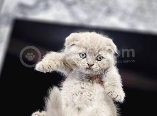 Aile Sıcaklığnda Büyüyen  Scottish Fold British Yvrlr görsel