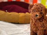 4 Aylık dişi red brown Toy poodle
