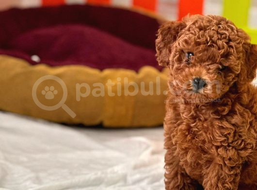 4 Aylık Dişi Red Brown Toy Poodle