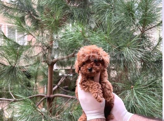 Üst Kalite Kore Kanı Toy Poodle Yavrularimiz görsel