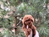 Üst Kalite Kore Kanı Toy Poodle Yavrularimiz