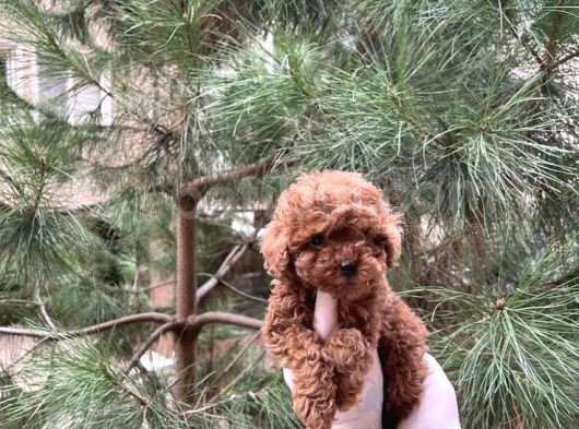 Üst Kalite Kore Kanı Toy Poodle Yavrularimiz görsel
