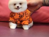 Pomeranian Boo Karbeyaz Bomba Yavrumuz
