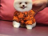 Pomeranian Boo Karbeyaz Bomba Yavrumuz