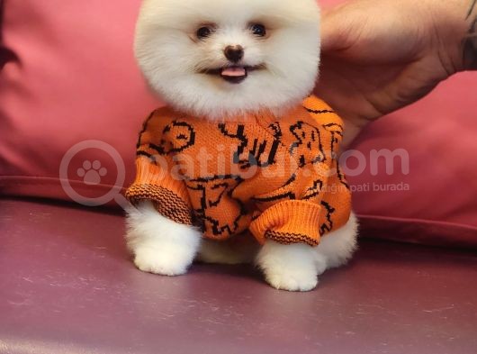 Pomeranian Boo Karbeyaz Bomba Yavrumuz görsel