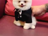Pomeranian Boo Beyaz Sifir Burun Garantili