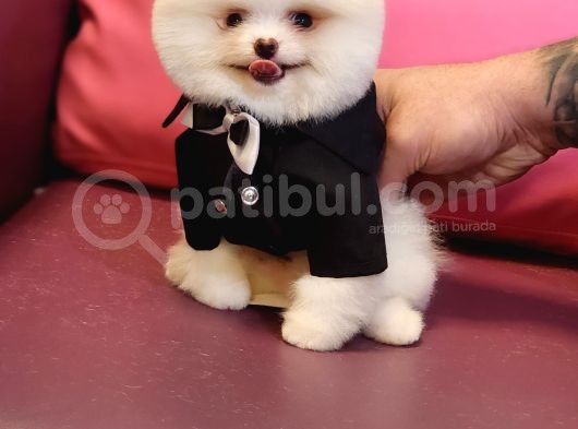 Pomeranian Boo Beyaz Sifir Burun Garantili görsel