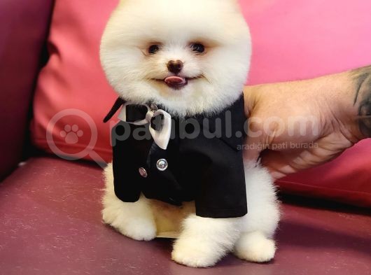 Pomeranian Boo Beyaz Sifir Burun Garantili