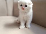 Birinci Kalite Kalıcı Mavi Gözlü Scottish Fold