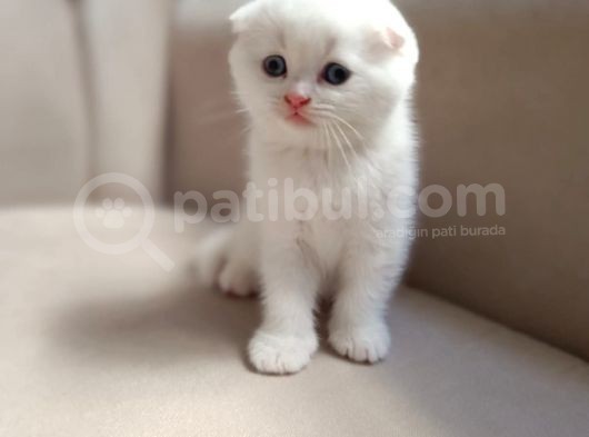 Birinci Kalite Kalıcı Mavi Gözlü Scottish Fold görsel