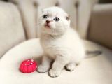 Birinci kalite kalıcı mavi gözlü scottish Fold