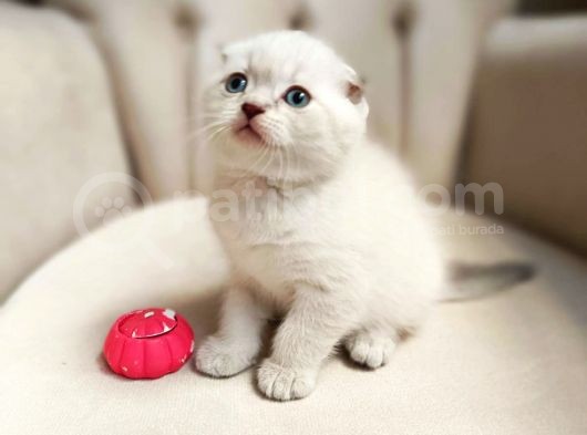 Birinci Kalite Kalıcı Mavi Gözlü Scottish Fold