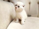 Birinci Kalite Kalıcı Mavi Gözlü Scottish Fold