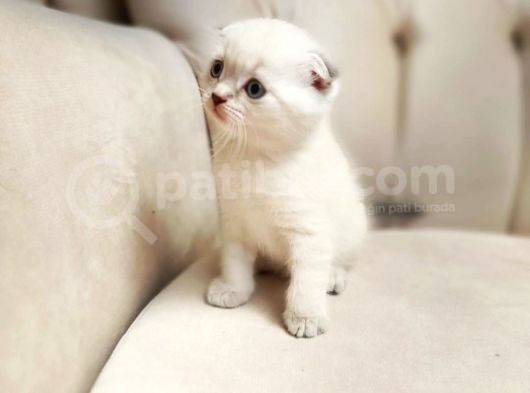 Birinci Kalite Kalıcı Mavi Gözlü Scottish Fold görsel