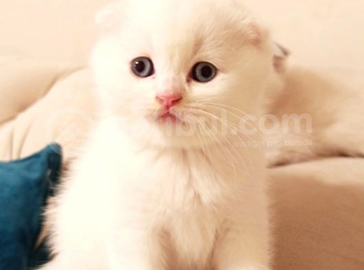 Birinci Kalite Kalıcı Mavi Gözlü Scottish Fold görsel