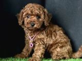 Üst segment toy poodle yavrular 