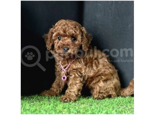 Üst Segment Toy Poodle Yavrular 
