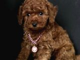 Üst Segment Toy Poodle Yavrular 