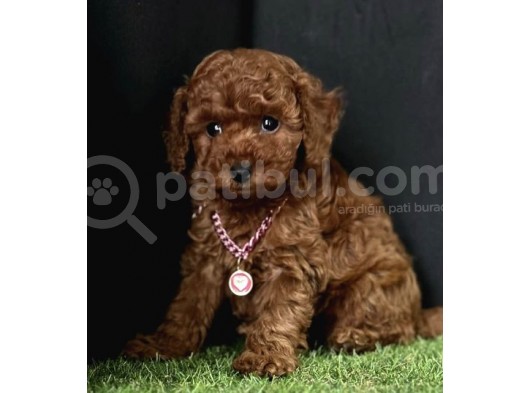 Üst Segment Toy Poodle Yavrular  görsel