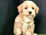 Eşsiz renk geçişleriyle  maltipoo yavrular 