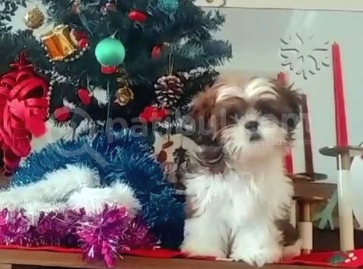 Orjinal En Üst Kalite Tüy Dökmeyen Shıhtzu Bebeklerim