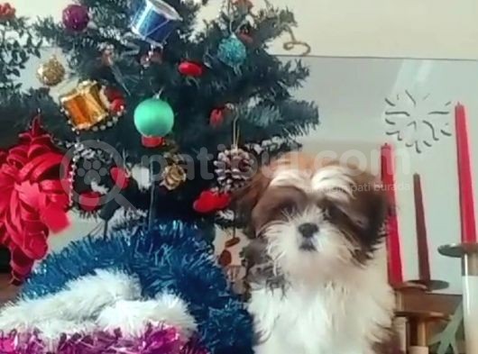 Orjinal En Üst Kalite Tüy Dökmeyen Shıhtzu Bebeklerim görsel