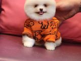 Pomeranian BOO Karbeyaz Bomba Yavrumuz