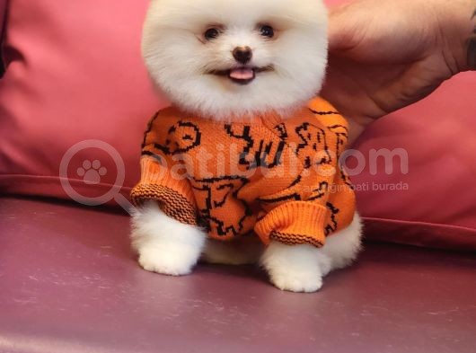 Pomeranian Boo Karbeyaz Bomba Yavrumuz