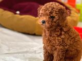 4 Aylık Dişi Red Brown Toy Poodle
