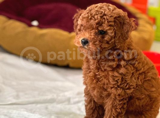 4 Aylık Dişi Red Brown Toy Poodle görsel
